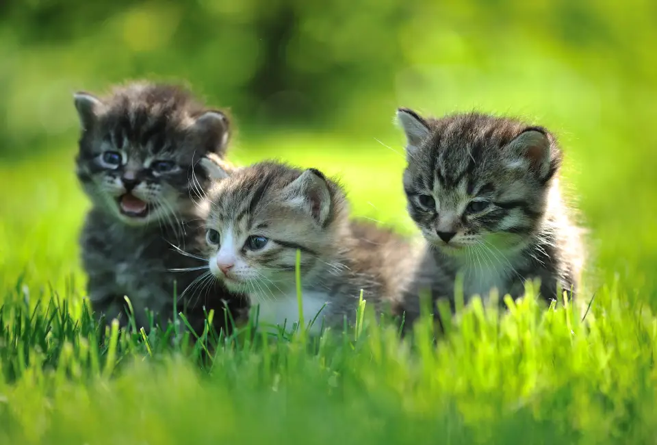 Adorable kittens sitting outdoors