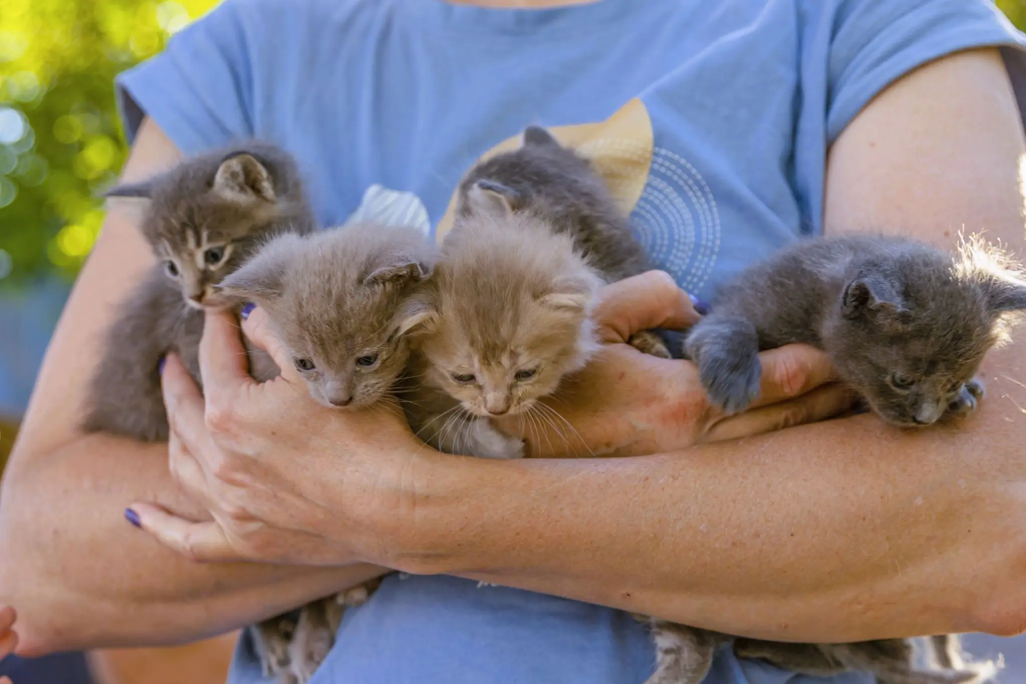 Person holding four fluffy gray kittens.