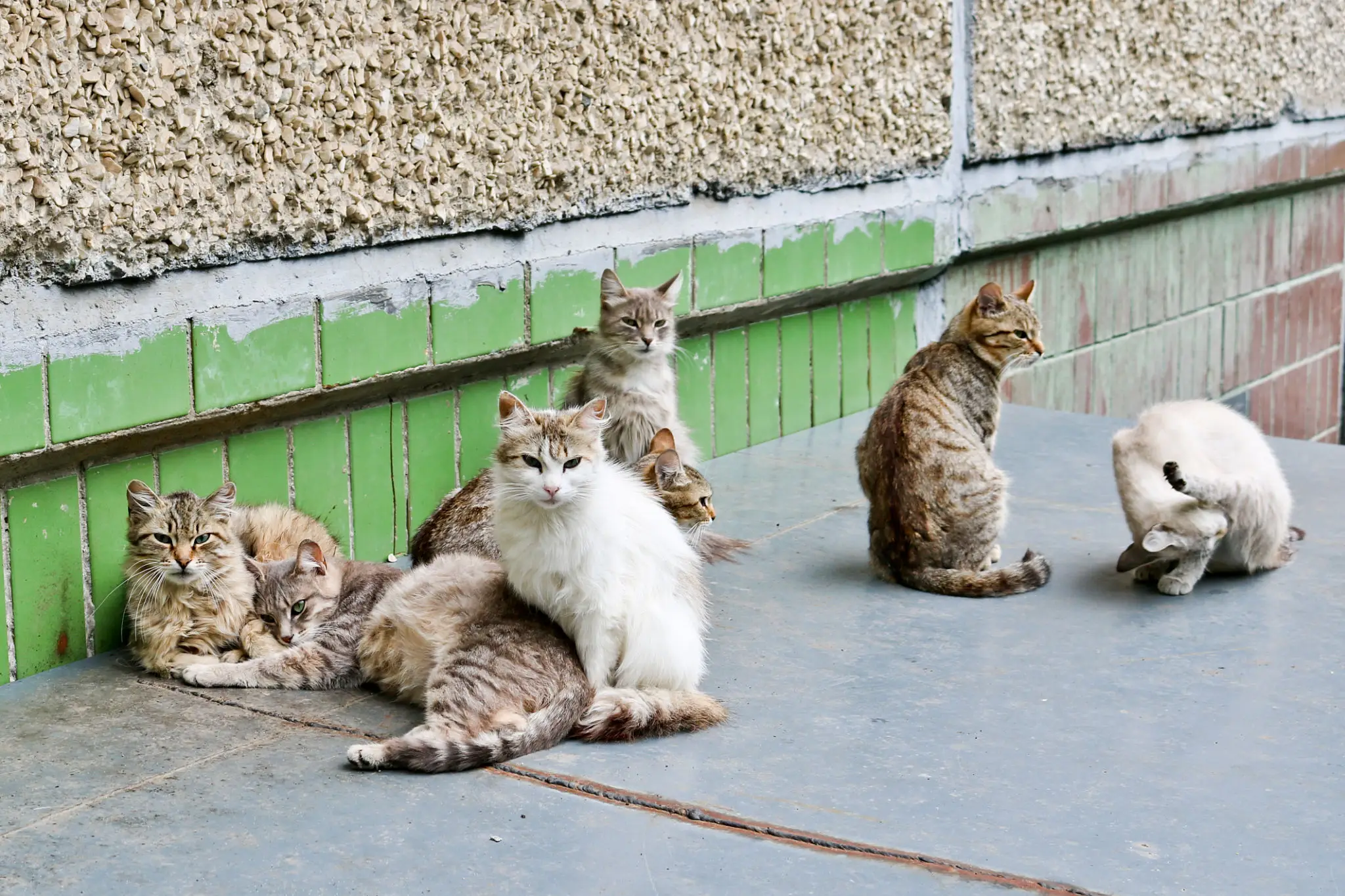 Group of cats lounging on pavement.