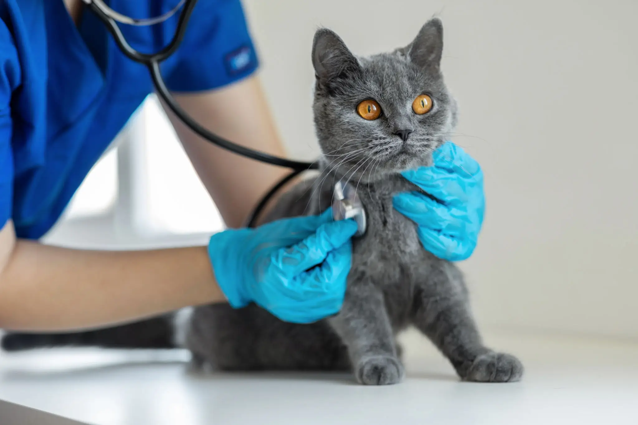 Veterinarian examining a gray cat with stethoscope.