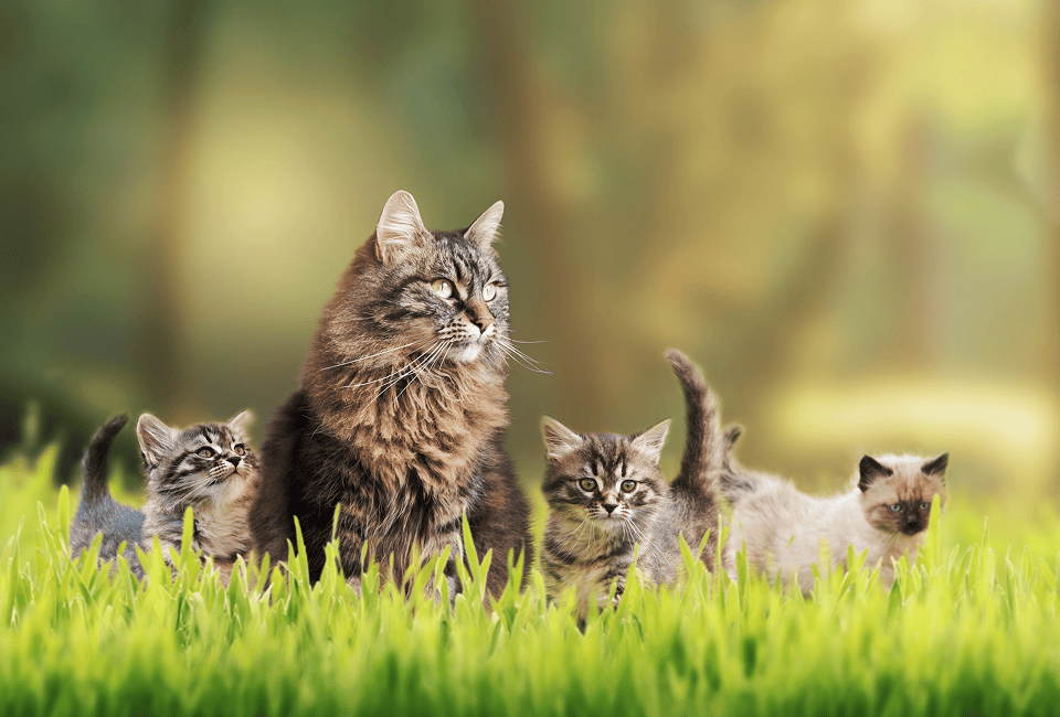 Mother cat and kittens outdoors